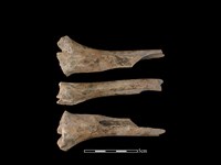 梅花鹿骨藏品圖，第1張