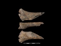 梅花鹿骨右橈骨近端藏品圖，第1張