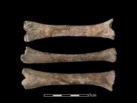 梅花鹿骨藏品圖，第1張