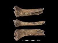 梅花鹿骨藏品圖，第1張