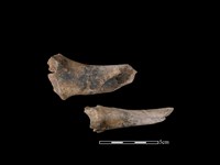 梅花鹿骨藏品圖，第1張