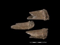 梅花鹿骨藏品圖，第1張