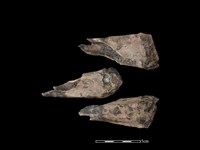 梅花鹿骨藏品圖，第1張