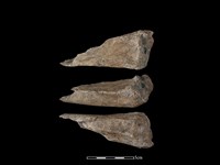 梅花鹿骨藏品圖，第1張