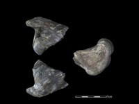 梅花鹿骨藏品圖，第1張