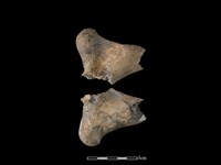 梅花鹿骨藏品圖，第1張