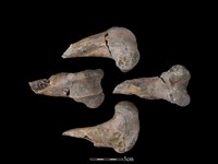 梅花鹿骨藏品圖，第1張