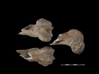 梅花鹿骨藏品圖，第1張