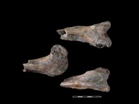 梅花鹿骨藏品圖，第1張