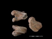 梅花鹿骨藏品圖，第1張