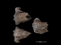 梅花鹿骨藏品圖，第1張