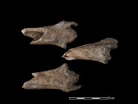 梅花鹿骨藏品圖，第1張