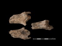 梅花鹿骨藏品圖，第1張