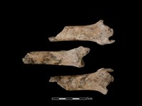 梅花鹿骨藏品圖，第1張