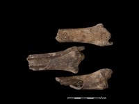 梅花鹿骨藏品圖，第1張