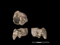 梅花鹿骨藏品圖，第1張