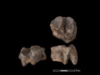 梅花鹿骨藏品圖，第1張