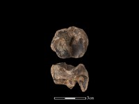 梅花鹿骨藏品圖，第1張