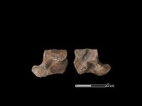 梅花鹿骨藏品圖，第1張