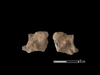 梅花鹿骨藏品圖，第1張