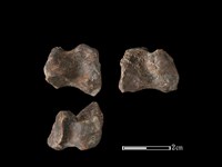 梅花鹿骨藏品圖，第1張