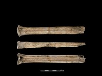 梅花鹿骨藏品圖，第1張