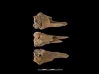 梅花鹿骨藏品圖，第1張