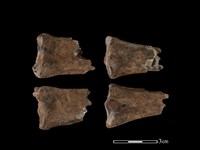 梅花鹿骨藏品圖，第1張