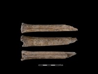 梅花鹿骨藏品圖，第1張