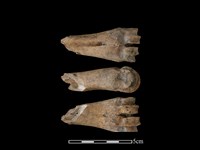 梅花鹿骨藏品圖，第1張