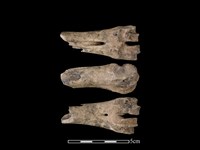 梅花鹿骨藏品圖，第1張