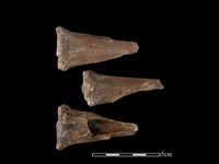 梅花鹿骨藏品圖，第1張