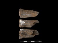 梅花鹿骨藏品圖，第1張