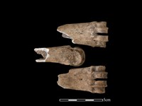 梅花鹿骨藏品圖，第1張