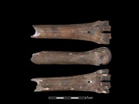 梅花鹿骨藏品圖，第1張