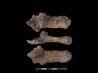 梅花鹿骨藏品圖，第1張