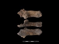 梅花鹿骨藏品圖，第1張