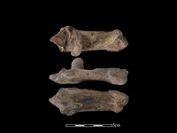 梅花鹿骨藏品圖，第1張