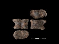 梅花鹿骨藏品圖，第1張