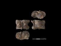 梅花鹿骨藏品圖，第1張