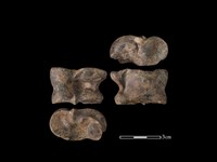 梅花鹿骨藏品圖，第1張