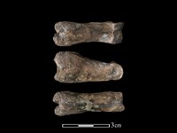 梅花鹿骨藏品圖，第1張