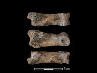 梅花鹿骨藏品圖，第1張