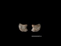 梅花鹿骨藏品圖，第1張