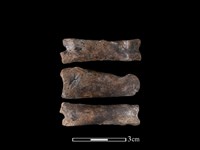 梅花鹿骨藏品圖，第1張