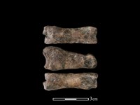 梅花鹿骨藏品圖，第1張