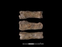 梅花鹿骨藏品圖，第1張