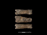 梅花鹿骨藏品圖，第1張