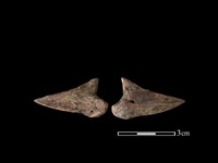 梅花鹿骨藏品圖，第1張