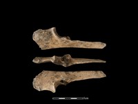 梅花鹿骨藏品圖，第1張